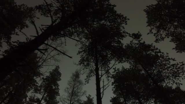 Eerie sky shot in the woods.