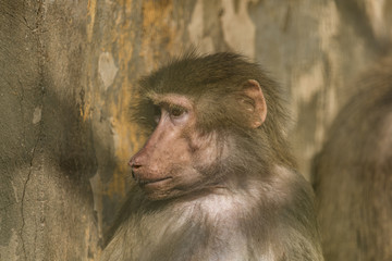 Hamadryas baboon in ZOO Liberec in cold day