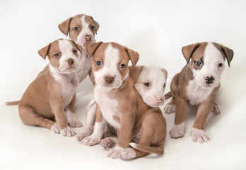 6 week old Pit Bull Terrrier puppies on white background