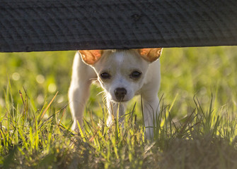 Teacup Chihuahua dog peers at us from below wooden fence