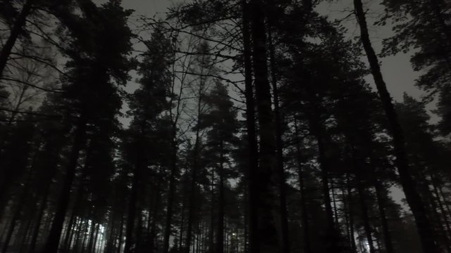 Spooky panning shot from a forest at night.