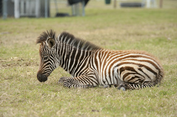 Fototapeta na wymiar Sleeping zebra foal