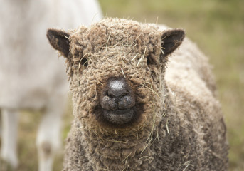Fototapeta premium Barbary sheep face