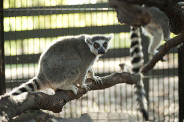Ring tailed lemur in cage