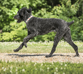 Labradoodle dog