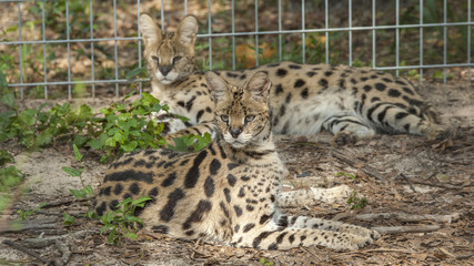 Naklejka na ściany i meble Captive African serval cat
