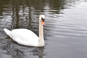 Obraz premium Beautiful Swan