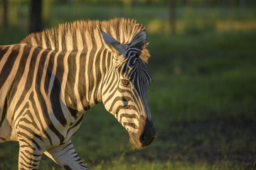 Fototapeta na wymiar captive Zebra filly