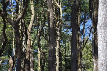 Trees and shadows on a sunny day at Lincoln Woods State Park in Rhode Island