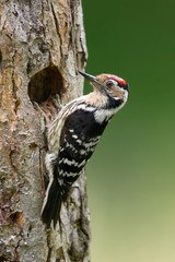 animal