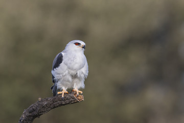 animal