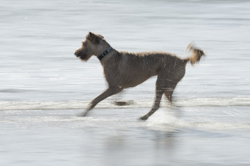 Fototapeta na wymiar Terrier running though water on beach