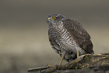 animal