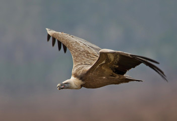 animal