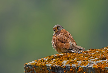 animal