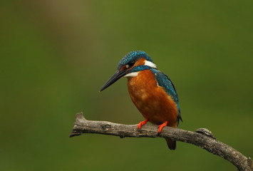 animal