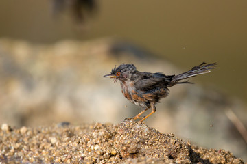 animal