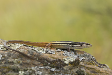 Animal