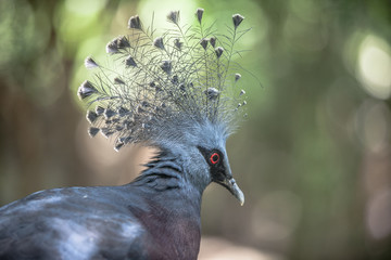 bird