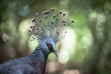 bird