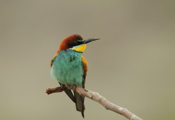 Animal