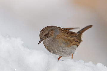 Animal