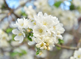 Obraz na płótnie Canvas Blossoming apple tree closeup.