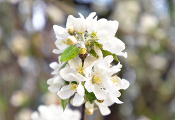 Blossoming apple tree.