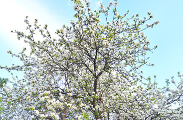 Blossoming apple tree.