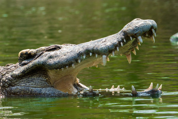 Naklejka premium crocodile