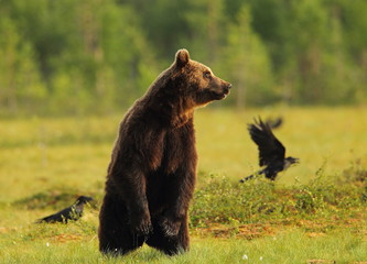 Fototapeta premium animal