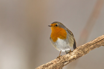 animal