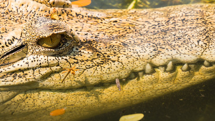crocodile