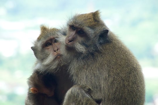 bali monkey
