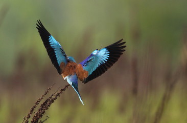 animal