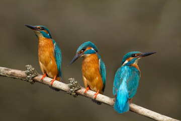 animal
