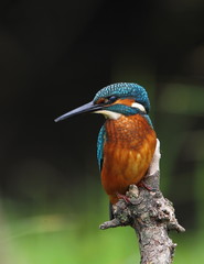 animal