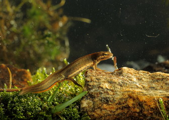 animal