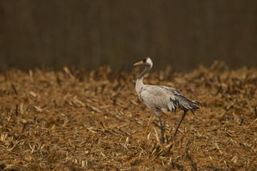animal
