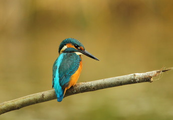 animal