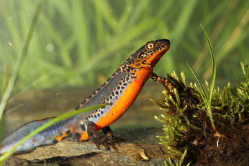 Animal