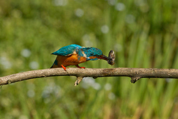 Animal