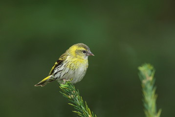 Animal