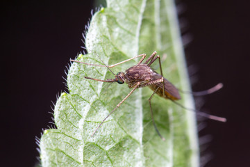 Mosquito on a Green Leaf, Mosquitoes is carrier of Malaria/ Encephalitis/ Dengue 