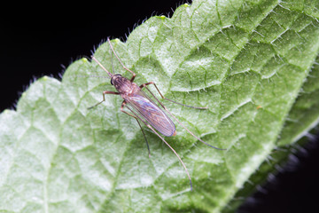 Mosquito on a Green Leaf, Mosquitoes is carrier of Malaria/ Encephalitis/ Dengue 