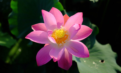 Lotus