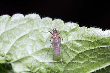 Mosquito on a Green Leaf, Mosquitoes is carrier of Malaria/ Encephalitis/ Dengue 