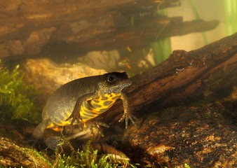 Animal