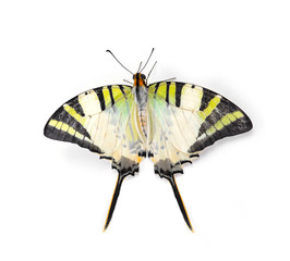Yellow butterfly isolated on white background.