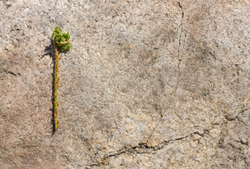 small fern sprout on a stone background